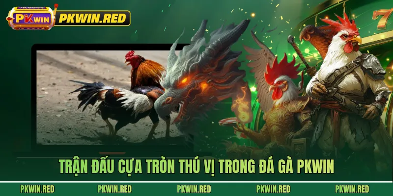 Trận đấu cựa tròn thú vị trong đá gà PKWIN